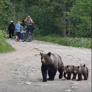 Medvedica sa prechádzala aj s mláďatami po turistickom chodníku: Ľudia si ich fotili a natáčali!