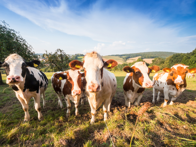 Sucho spôsobuje problémy farmárom: nedostatok krmiva pre dobytok